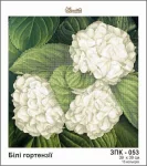 Білі гортензії, ЗПК-053