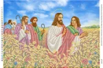 Ісус Христос з апостолами на пшеничному полі 