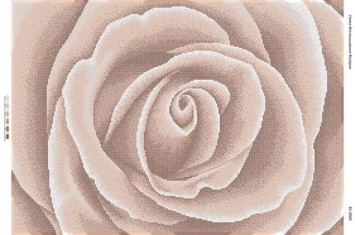 Троянда бежева 